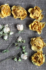 Dried flowers of roses of yellow and beige color. Stacked on rough linen fabric.