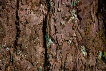 Pink mossy tree bark texture