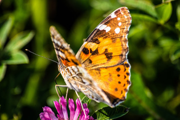 Obraz na płótnie Canvas Colorful butterfly on a flower on the meadow