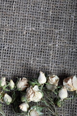 Dried flowers of beige roses. Stacked on rough linen fabric.