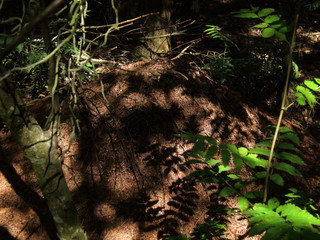 anthill in the forest in summer