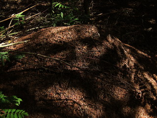 anthill in the forest in summer