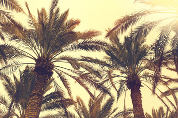 Fototapeta na wymiar Date palm trees against sunset sky. Beautiful nature background for posters, cards and web design. Toned effect
