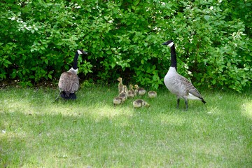 A FAMILY OF GEESE