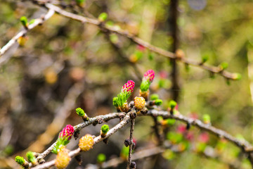 Ovulate cones and pollen cones of larch tree in spring.