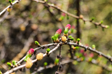Ovulate cones and pollen cones of larch tree in spring.