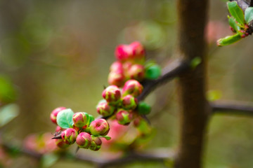 Pink flowers and heart in spring garden. Spring blooming cherry flowers branch on blurred natural abstract background.