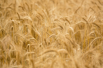 golden wheat field