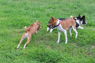 Naklejka na ściany i meble Two basenji and pembroke welsh corgi puppy are playing on the green grass. Pet animals.