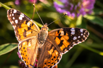 Colorful butterfly on a flower on the meadow