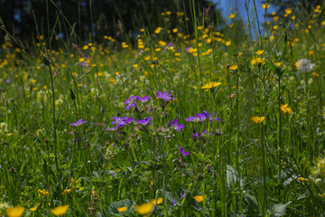 Eine Blumenwiese mit gelben und lila Blumen