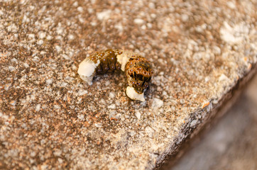 Swallowtail Butterfly Larva On Concrete Pavement