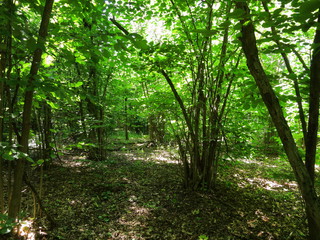 Obraz premium Background of dense forest