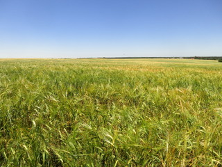 landscape ripening field of rye against the blue sky