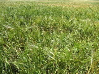 Fototapeta premium Background of rye
