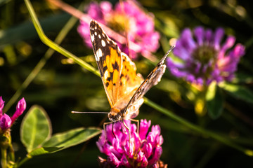 Colorful butterfly on a flower on the meadow
