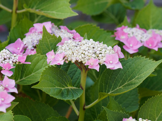 Hortensia plat d'inflorescence à tête plate au fleurs rose clair (Hydrangea macrophylla)