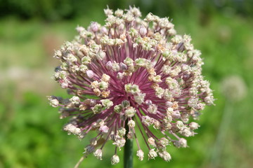 Fiore di porro