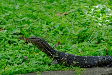 Varanus salvator or water monitor wild life in the city he is very good cleaning.	