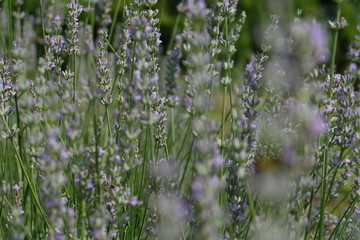 Lavanda