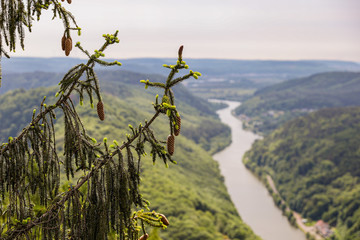Hanging pine cones with the Saar at the background