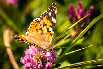 Obraz premium Colorful butterfly on a flower on the meadow