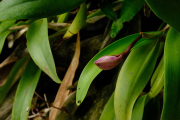 Obraz premium Purple orchid and housefly very fresh after rain.