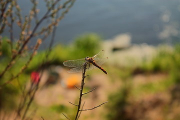 The back of a large dragonfly. Beautiful dragonfly sitting on a branch. Predatory insect rear view. Macrophoto of a dragonfly. Beautiful big transparent insect wings