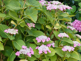 Hortensia plat d'inflorescence à tête plate au fleurs rose clair (Hydrangea macrophylla)