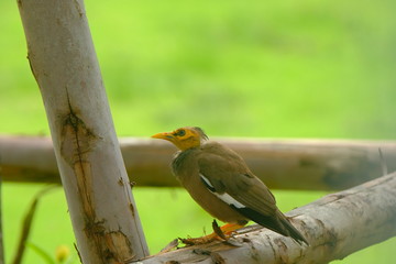 Mynas in the garden at the national park  very cute and make the people feel good when looking, Good environment.