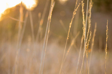 Fototapeta premium Golden field at sunset