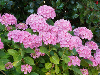 Fototapeta premium (Hydrangea macrophylla) Hortensia de jardin, décoratif d'inflorescences globuleuses de couleur rose