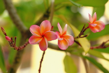 Pink plumeria decorate in the garden very beautiful and fresh eyes.
