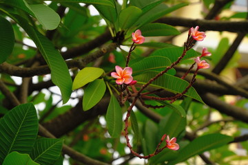 Pink plumeria decorate in the garden very beautiful and fresh eyes.