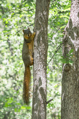 Squirrel climbing up a tree trunk