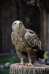 White-tailed eagle looking into the camera