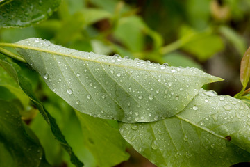 Green leaf with water droplets on it after a rain.