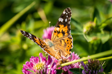 Colorful butterfly on a flower on the meadow