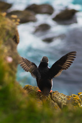 Detailed view of Arctic or Atlantic puffin wild bird sitting on Latrabjarg Cliff having its wings up in the air, Westfjords, Iceland. Blue ocean water on background. 