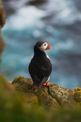 Detailed view of Arctic or Atlantic puffin wild bird sitting on Latrabjarg Cliff, Westfjords, Iceland. Blue ocean water on background. 