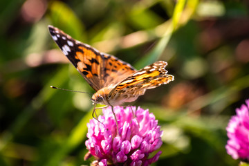 Colorful butterfly on a flower on the meadow