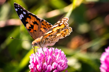 Colorful butterfly on a flower on the meadow