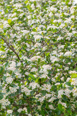 Blooms Bush black chokeberry in early summer white flowers
