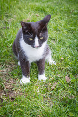 Home a young black and white cat walks in the country yard