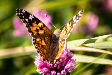 Colorful butterfly on a flower on the meadow