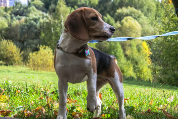A smart beagle puppy on a walk in the city Park. Tricolor Beagle puppy is watching a peaceful...