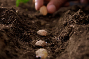 planting seeds in soil