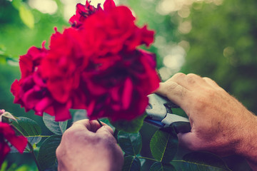 The gardener cuts flowers in the garden. Concept of pruning and collecting flowers. The gardener...