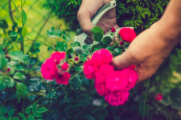 The gardener cuts flowers in the garden. Concept of pruning and collecting flowers. The gardener collects beautiful red, yellow, white flowers. Taking care of the garden, collecting flowers.