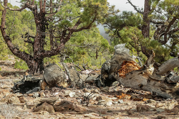 Mountains near Teide National Park. Old pine forest. Curved, gnarled ancient pines, dry fallen tree trunks and branches. Tenerife, Canary Islands, Spain. 2200m altitude